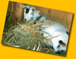 Noah’s Barn Yard Buddies